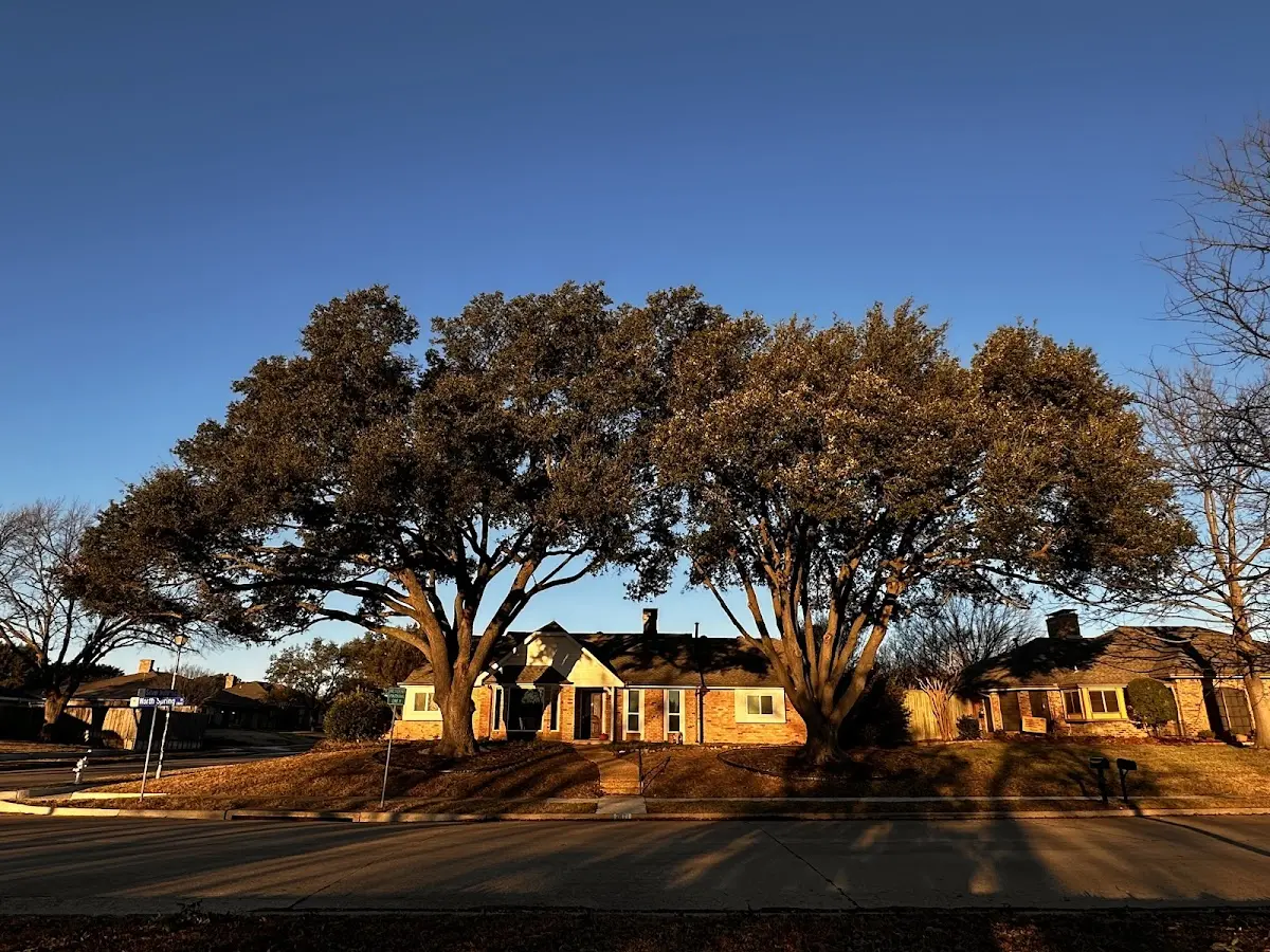 Established residential canopy tree shading a home in Selma